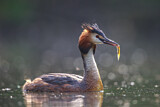 Image. Great Crested Grebe