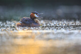 Image. Great Crested Grebe