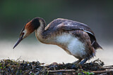 Image. Great Crested Grebe
