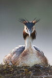 Image. Great Crested Grebe