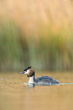 Image. Great Crested Grebe