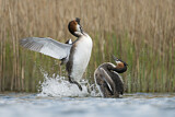 Image. Great Crested Grebe