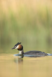 Image. Great Crested Grebe