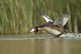 Image. Great Crested Grebe