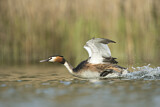 Image. Great Crested Grebe