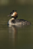 Image. Great Crested Grebe