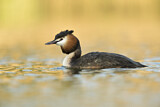 Image. Great Crested Grebe