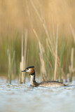 Image. Great Crested Grebe