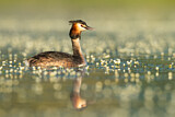 Image. Great Crested Grebe