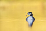 Image. Great Crested Grebe