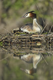 Image. Great Crested Grebe