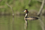 Image. Great Crested Grebe