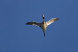 Image. Great Crested Grebe