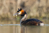 Image. Great Crested Grebe
