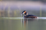 Image. Great Crested Grebe