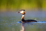 Image. Great Crested Grebe
