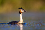 Image. Great Crested Grebe
