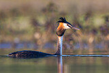 Image. Great Crested Grebe
