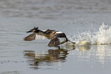 Image. Great Crested Grebe