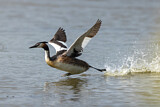 Image. Great Crested Grebe