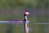 Image. Great Crested Grebe