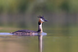 Image. Great Crested Grebe