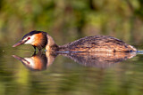 Image. Great Crested Grebe