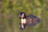Image. Great Crested Grebe