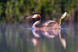 Image. Great Crested Grebe