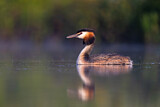 Image. Great Crested Grebe