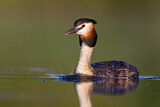 Image. Great Crested Grebe