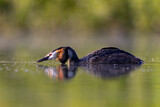 Image. Great Crested Grebe
