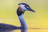 Image. Great Crested Grebe