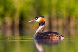 Image. Great Crested Grebe
