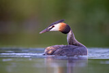Image. Great Crested Grebe