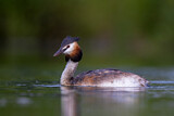 Image. Great Crested Grebe