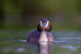 Image. Great Crested Grebe