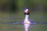 Image. Great Crested Grebe