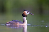 Image. Great Crested Grebe