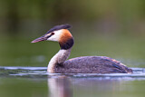 Image. Great Crested Grebe