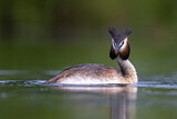 Image. Great Crested Grebe