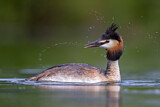Image. Great Crested Grebe