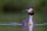 Image. Great Crested Grebe