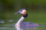 Image. Great Crested Grebe