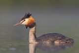Image. Great Crested Grebe