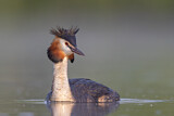 Image. Great Crested Grebe