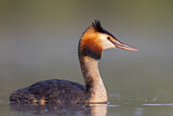 Image. Great Crested Grebe