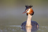 Image. Great Crested Grebe