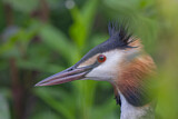 Image. Great Crested Grebe