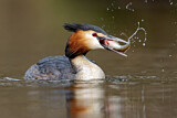 Image. Great Crested Grebe